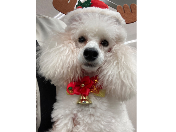 生徒が撮影したモデル犬☆